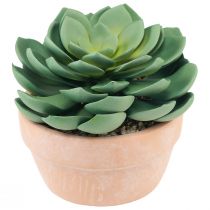 Artikel Sukkulente im Topf Echeveria künstlich Grün Ø15cm