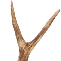 Artikel Künstliches Geweih naturgetreu rustikal 32cm