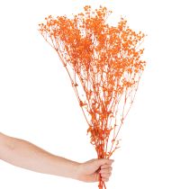 Artikel Schleierkraut Trockenblumenstrauß Gypsophila 75cm 100g