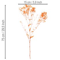 Artikel Schleierkraut Trockenblumenstrauß Gypsophila 75cm 100g