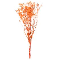 Artikel Schleierkraut Trockenblumenstrauß Gypsophila 75cm 100g
