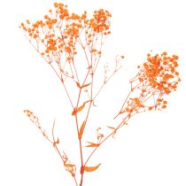 Artikel Schleierkraut Trockenblumenstrauß Gypsophila 75cm 100g