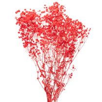 Artikel Trockenblumen Schleierkraut Gypsophila Bund 75cm 100g