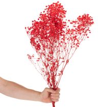 Artikel Trockenblumen Schleierkraut Gypsophila Bund 75cm 100g