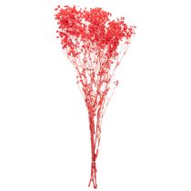 Artikel Trockenblumen Schleierkraut Gypsophila Bund 75cm 100g