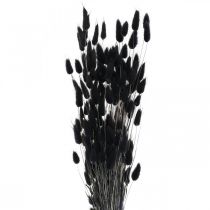 Hasenschwanzgras Lagurus Getrocknet Schwarz 60cm 50g