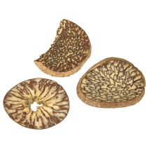 Artikel Holzscheiben Deko Baumfrüchte Natur DIY FSC 1-3,5cm 300g