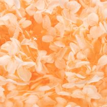 Artikel Hortensie Große Trockenblume gefärbt für elegante Floristik Dekorationen zuhause 65cm