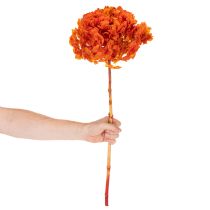 Artikel Hortensie konserviert gefärbt Große Blüte mit langem Stiel 60cm