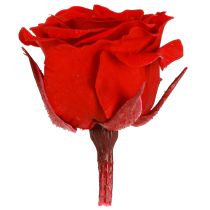 Artikel Infinity Rosen Echte Blüten Mini Rosenköpfe Rot Ø3cm 16 St