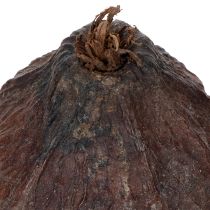 Artikel Kakaofrucht Natur 10-18cm 15 St