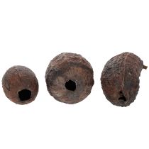 Artikel Kakaofrucht Natur 10-18cm 15 St