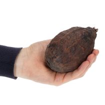 Artikel Kakaofrucht Natur 10-18cm 15 St