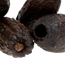 Kakaofrucht Natur 10-18cm 15St