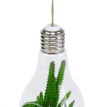 Artikel Kakteen im Glas zum Hängen 21cm