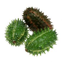 Kaktusfeige 5cm Grün-Braun 6St