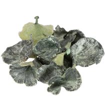 Artikel Kalix Pilz Grün, Weiß gewaschen 100 St