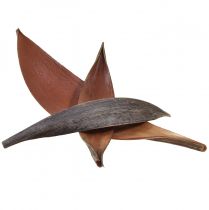 Kokosschalen Kokosblätter Natur getrocknet 22cm - 42cm 25St
