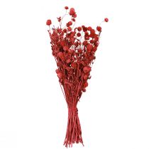 Artikel Kugelamarant Gomphrena Globosa rot trocken 45cm 100g