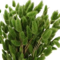 Artikel Lagurus Getrocknet Hasenschwanzgras 65-70cm 75g