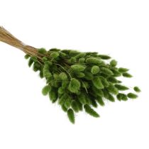 Artikel Lagurus Getrocknet Hasenschwanzgras 65-70cm 75g