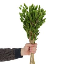 Artikel Lagurus Getrocknet Hasenschwanzgras 65-70cm 75g