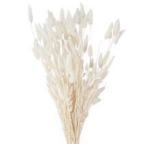 Artikel Trockenblumen Lagurus Natur – Flauschiges Hasenschwanzgras in Creme-Weiß 55-70cm 100g