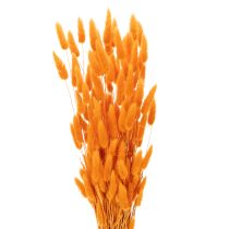 Artikel Lagurus Bund Samtgras getrocknet 70 cm 100g