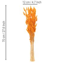 Artikel Lagurus Bund Samtgras getrocknet 70 cm 100g
