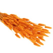 Artikel Lagurus Bund Samtgras getrocknet 70 cm 100g