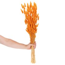 Artikel Lagurus Bund Samtgras getrocknet 70 cm 100g