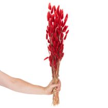 Artikel Lagurus getrocknet Bund Trockenblumen Dekoration 70cm 100g