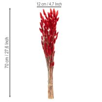 Artikel Lagurus getrocknet Bund Trockenblumen Dekoration 70cm 100g