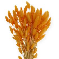 Deko-Gras Orange Lagurus 100gr