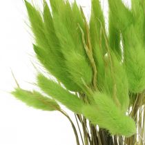 Artikel Samtgras Grün, Lagurus, Trockendeko, getrocknetes Süßgras L18-50cm 25g