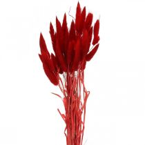 Floristik24 Deko-Gras Rot, Lagurus, Samtgras, Trockenfloristik L30–50cm 20g
