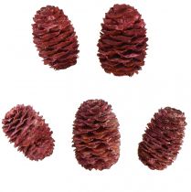 Artikel Leucadendron Sabulosum Zapfen in Rot Gefrostet 500g