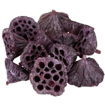 Artikel Lotos Kapseln, Trockenfloristik, Lotuskolben Rosa, Weiß gewaschen 50 St