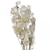 Lunaria Trockenblumen Mondviole Silberblatt getrocknet 60-80cm 30g