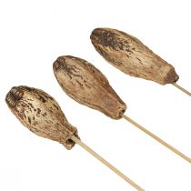 Artikel Mahagony Pod Schoten Trockendeko Natur 45cm 50 St