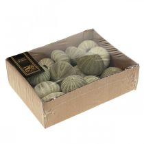 Artikel Maritime Deko Seeigel Deko Grün Sommerdeko Ø5-6cm 15 St