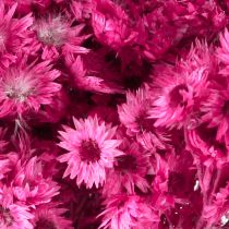 Artikel Mini Strohblume Pink Trockenblumen Felsblume H20cm 15g