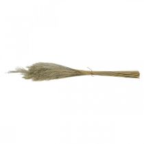 Artikel Trockengras Miscanthus 55-75cm Federgras Natur 100 St