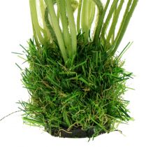 Artikel Mohn Weiß im Gras 23cm