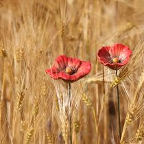 Artikel Keramik Mohnblüte Romantische Dekoration für Frühlingsgarten und Beete 31cm 6St