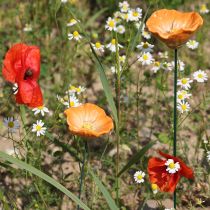 Artikel Blumenstecker Mohn Keramikblume detailverliebt für edle Garten Akzente 42cm 4St
