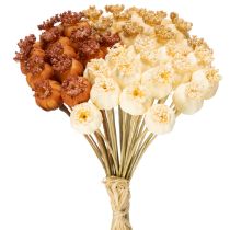 Artikel Trockenblumen künstlich Mohnkapseln Bund dreifarbig 40cm 45St