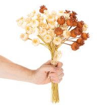 Artikel Trockenblumen künstlich Mohnkapseln Bund dreifarbig 40cm 45St