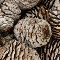 Artikel Murii Zapfen Natur 500g