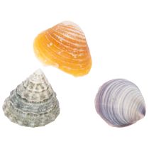 Artikel Deko Muscheln Einzigartiger Hingucker in Bad und Wohnzimmer 300g
